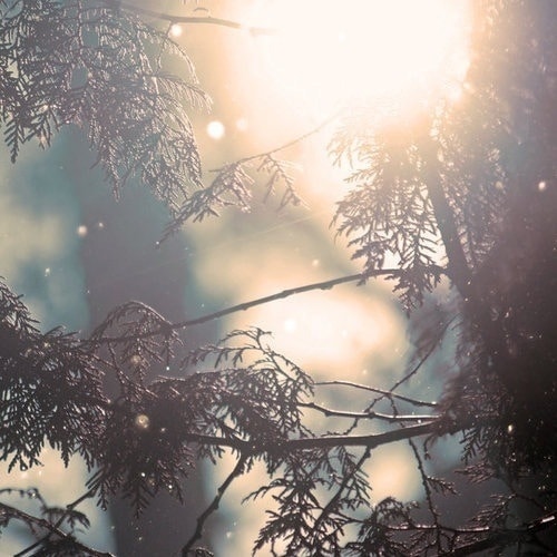 Snow Falling in the sunlight onto a pine tree branch Seasonal Affective Disorder