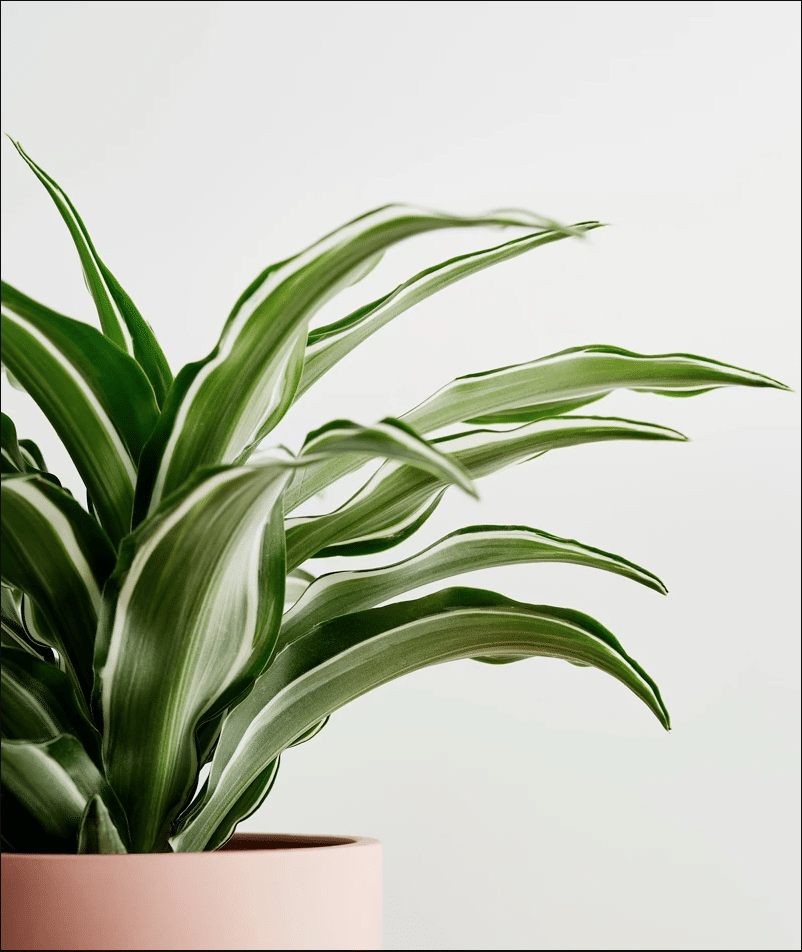 HOW TO CARE FOR YOUR DRACAENA