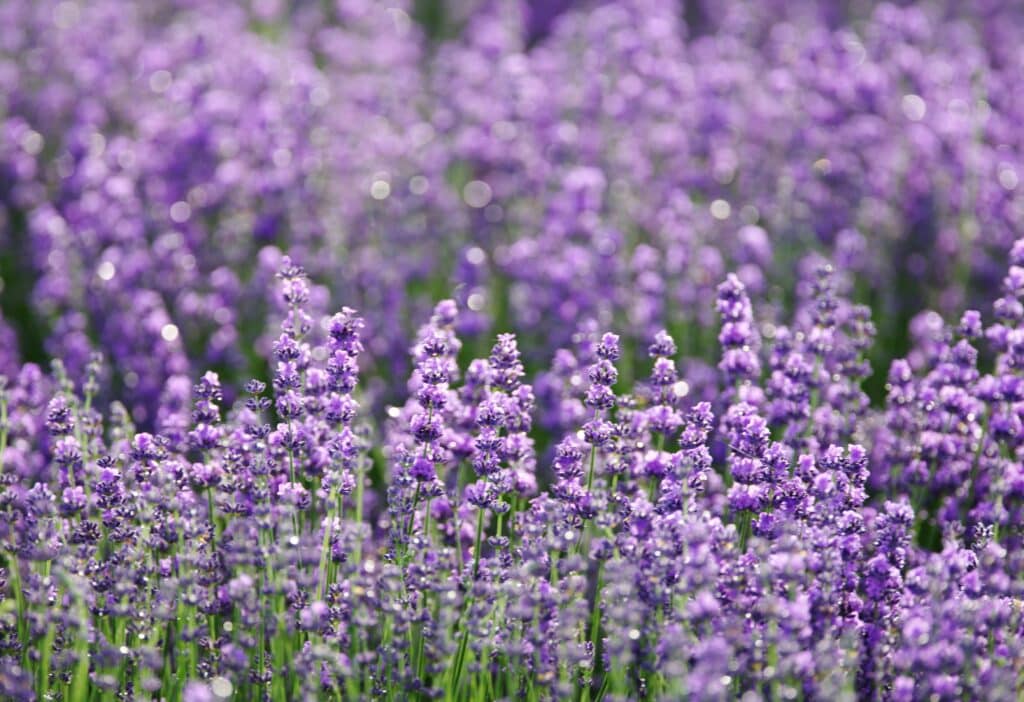Lavender for pregnancy
