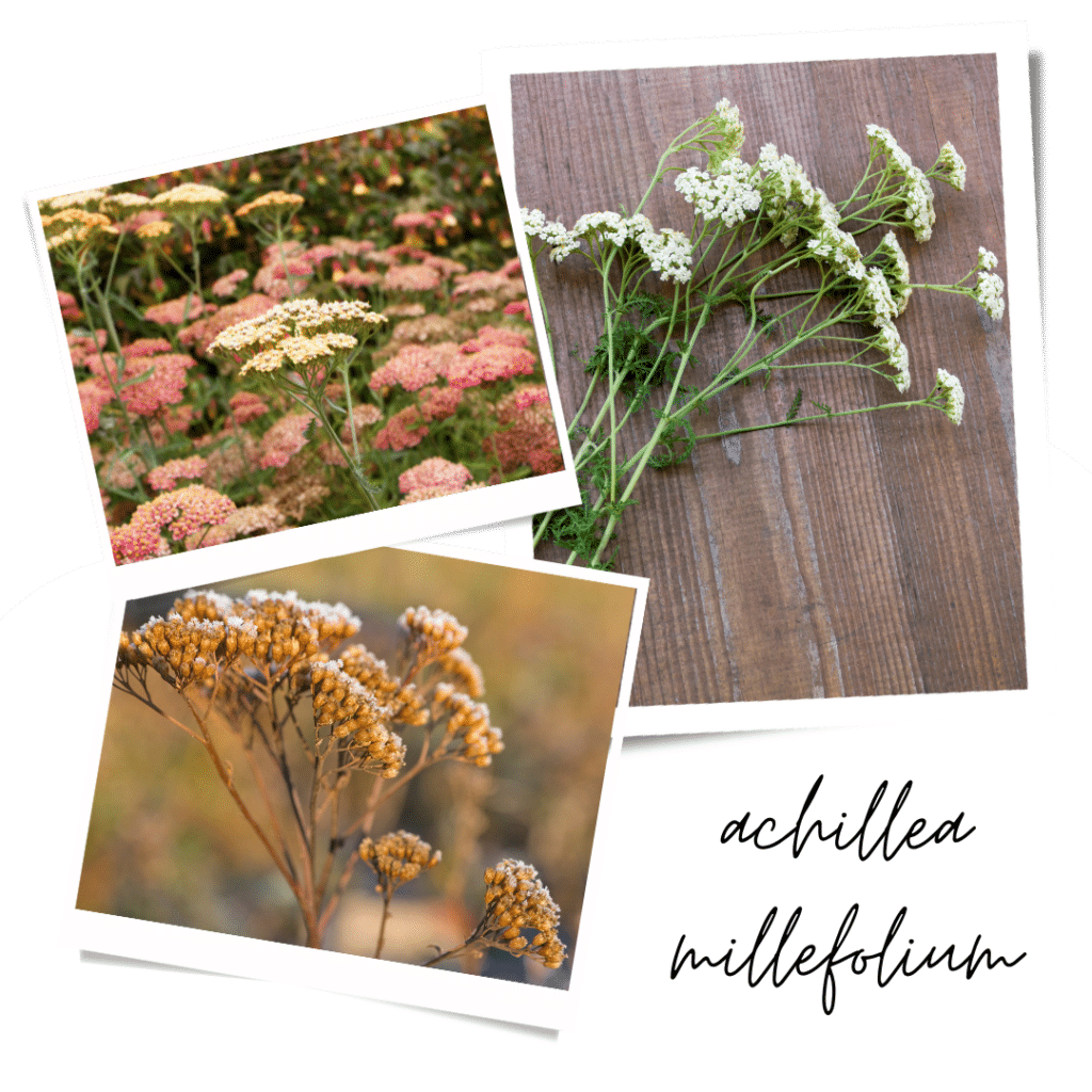 Yarrow achillea millefolium