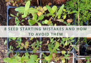 8 Seed Starting Mistakes and How to Avoid Them