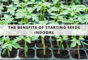 The Benefits of Starting Seeds Indoors